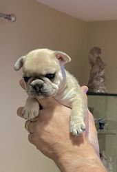 Adorable French bulldog puppies available ,4 weeks old now