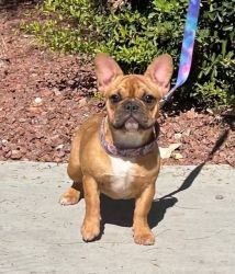 French Bulldog Female for Rehoming