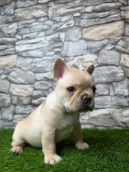 Isabella French Bulldog Puppies Available