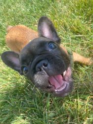 4 Month Old French Bulldog