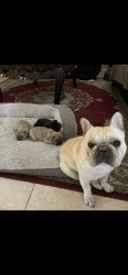 Frenchies ready for new home