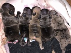 Akc French Bulldog puppies