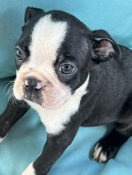 Boston Terrier and Frenchie 8weeks