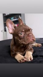 FRENCHIES4SALE