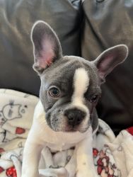 Frenchies looking for a new family.