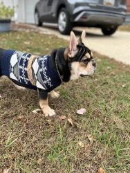 Frenchie needs a home