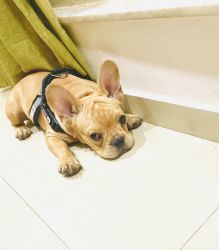 French bull dog for sell
