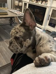 Beautiful Rare Blue Merle Frenchie 9 Months