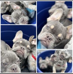 Frenchie Cuties, Just in time for the Holidays!!!