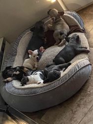 French Bulldogs Puppies for Sale