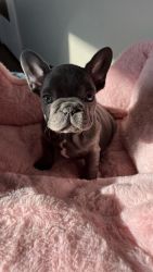 9 week old frenchies