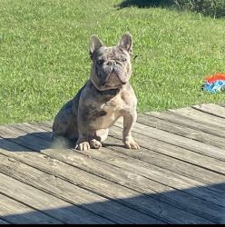 Blu Merle Frenchie (Fredo) Great Bloodine Great Deal