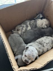 Blue Merle And Lilac and Tan Frenchie Pups