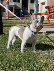 6 month female frenchie