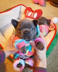 Very friendly french bulldog puppies for sale