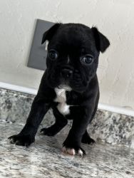 Frenchton puppies for sale