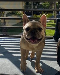 Selling the Merle Frenchie, his name is JAX. 11 months