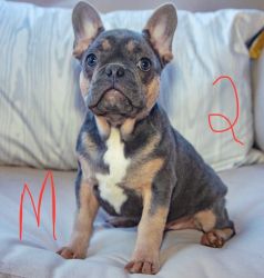 Blue and Tan Male and Female Frenchies
