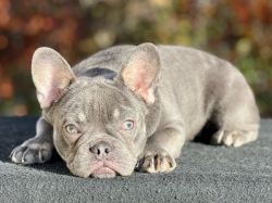 Lilac and Tan Female FLUFFY Carrier Frenchie
