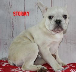 French Bulldog Stormy