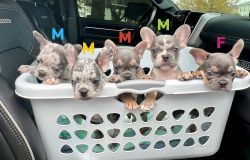 French Bulldog puppies ready by Christmas