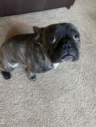 Adorable Frenchie Needs A New Home!