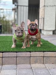 The perfect frenchie