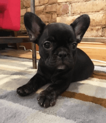 Healthy french bulldogs for sale