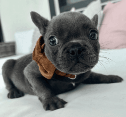 Exotic french bulldogs for adoption