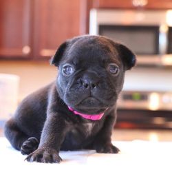 Beautiful french bulldogs for sale
