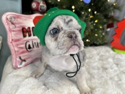 French Bulldog puppies - ready now