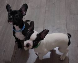 only 1 French Bulldog Chihuahua puppy left-Grace