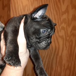 French bulldog 3/4 boston only 1/4 to good homes only $1100 apiece