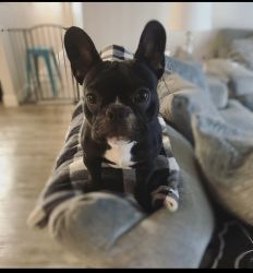 Frenchie Puppy For Sale