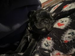 Pearl the Frenchie Pug