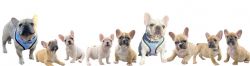 upcoming french bulldog puppy litters