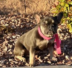 French Bulldog Looking for New Home