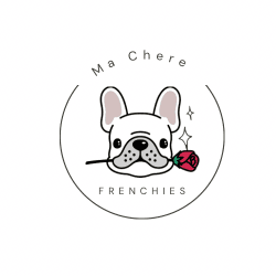 Female French Bulldogs PET ONLY