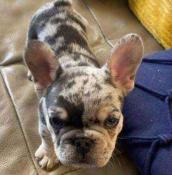 French bull puppies for adoption