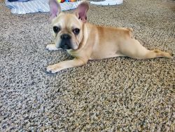 Red Fawn Frenchie