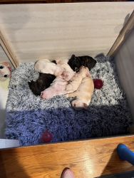 French Bulldogs puppies for sale