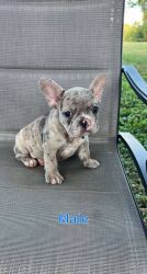 Male and Female French Bulldog puppies