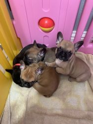 8 week old Frenchie puppies