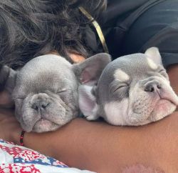 French bull puppies available for adoption