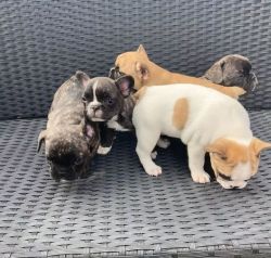 Cute French bull puppies available for adoption.