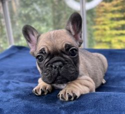 ADORABLE FRENCHIE