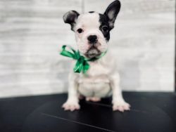 2 beautiful French bulldogs for sale