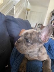 French Bulldog Beautiful puppies for sale