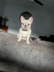French Bulldog she is 11 months old name ‘Baby’