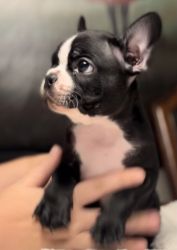 Adorable frenchton puppy
